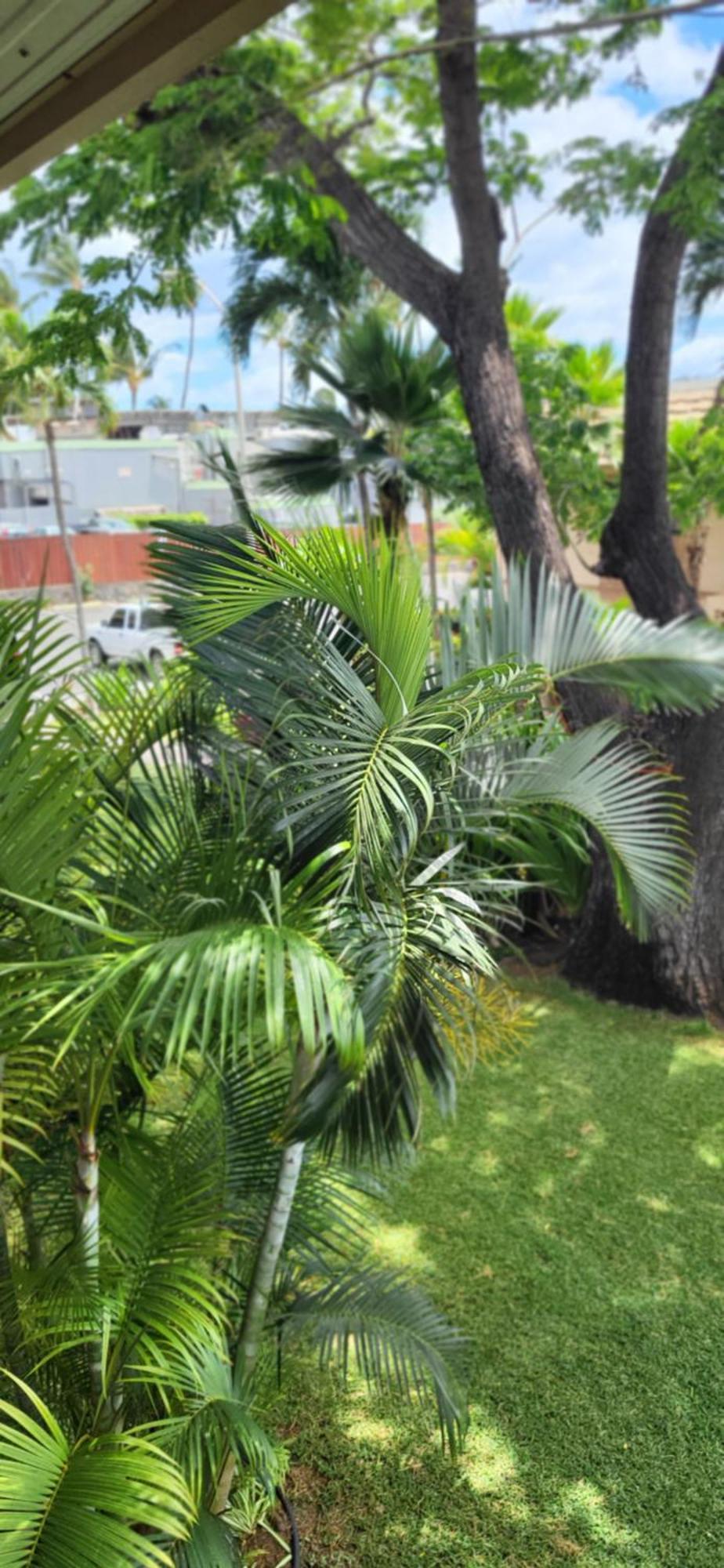 Kihei Kai Nani Resort מראה חיצוני תמונה